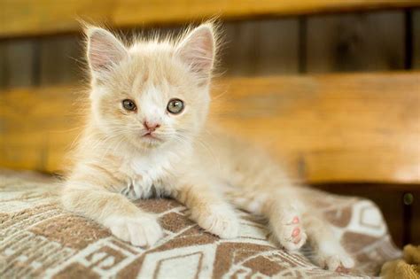 Cleft Lip And Palate In Kittens Vet Answer Signs Treatment And Causes