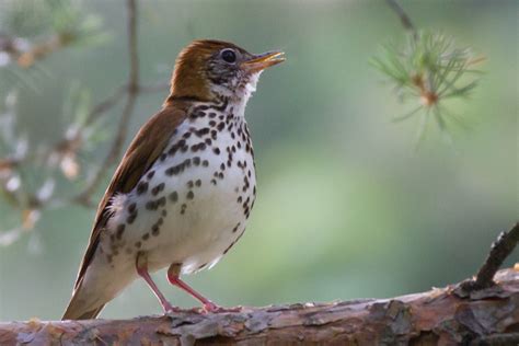 Thrushes Wallpapers Free Pictures On Greepx