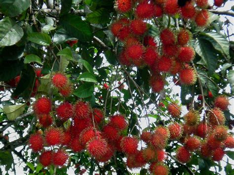 M Technologies Rare Red Rambutan Hybrid Exotic Fruit Seedling Live Plant Garden