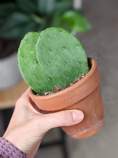 Learn How To Propagate Prickly Pear Cactus Using Pads