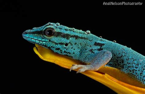 Reptile World Facts All Lists Reptile Electric Blue Gecko