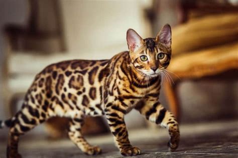 Beli kucing bengal dengan harga terjangkau murahnya. Ras Kucing Terpopuler | | Berita Hewan Mamalia di Dunia ...