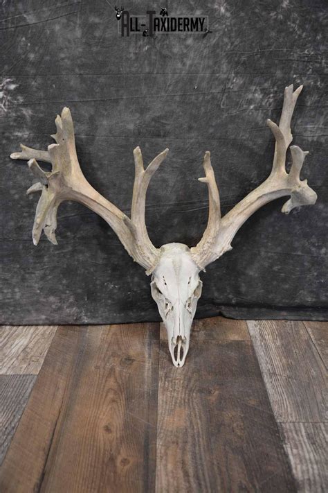 Whitetail Deer 24 Point European Skull For Sale Sku 1281 All Taxidermy