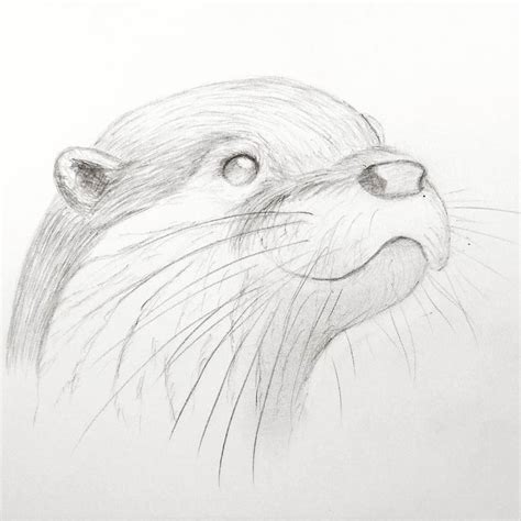 How To Draw A Sea Otter Face Up Joseph Whatitat
