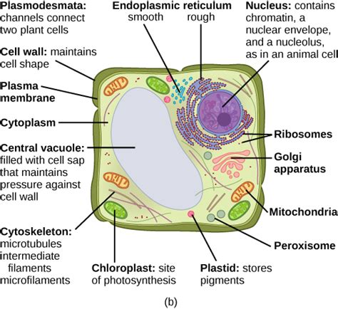 The cell wall in plants is composed mainly of cellulose and contains three layers in many plants. 3.3: Eukaryotic Cells - Biology LibreTexts