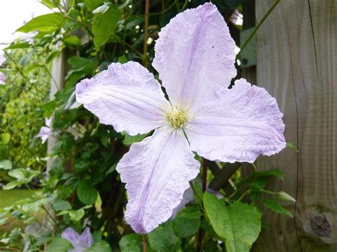 Bred in 1987 by the polish jesuit priest stefan franczak, who also bred many day lilies. Clematis 'Blue Angel' - Climbing/Wall Plants - Plants