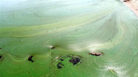 The Pollution Causing Harmful Algal Blooms Bbc Future