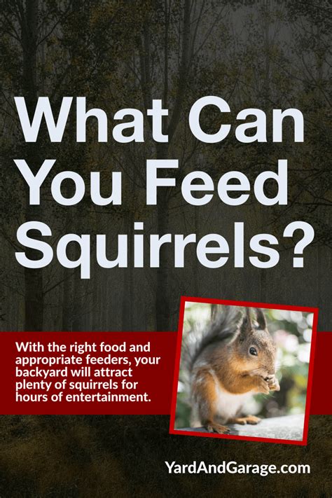 What Can You Feed Squirrels In Your Backyard What Do Squirrels Eat
