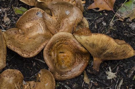 Pacific Northwest Mushroom Field Guide