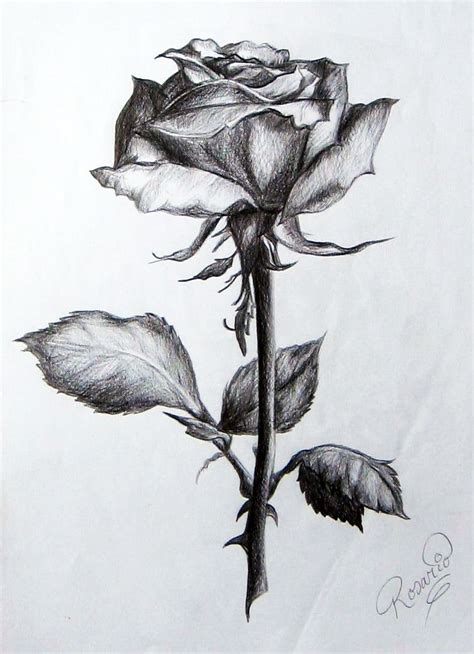 Rose Drawing Tattoo Roses Drawing Flower Drawing Tattoo Drawings