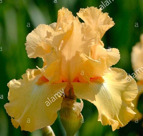Tb Iris Germanica Mandolin Ghio 1976 Mandolin Garden Flowers
