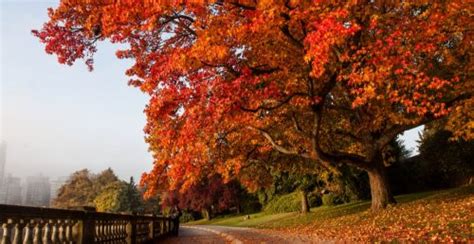 27 Photos That Perfectly Capture Vancouvers Fall Colours Curated