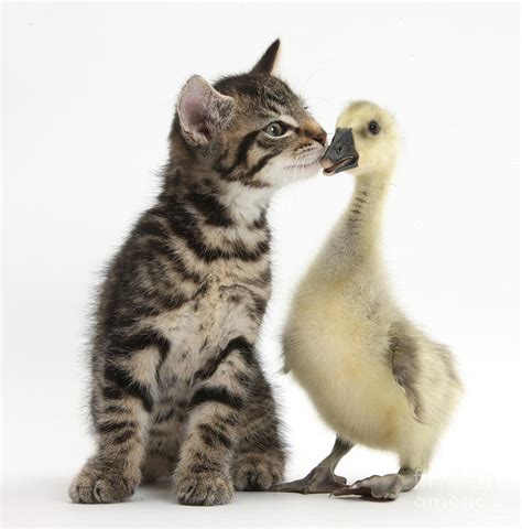 Tabby Kitten With Yellow Gosling Photograph By Mark Taylor Fine Art