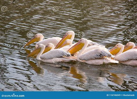 The Flock Great White Pelicans Pelecanus Onocrotalus Also Known As The