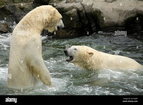 Polar Bears Battle Water Stock Photo Alamy