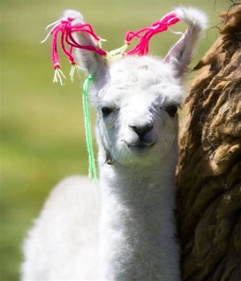 24 Of The Cutest Baby Llamas Ever Baby Llama Babies And Alpacas