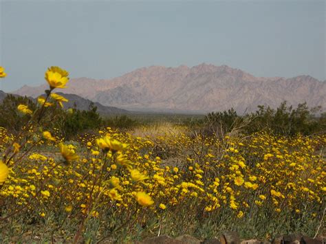 Hairy Desert Sunflower Geraea Canescens Pinto Basin Flickr