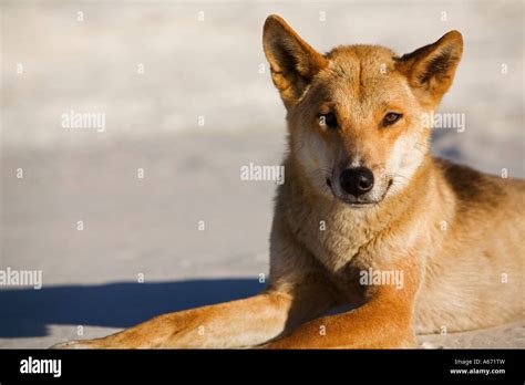 A Dingo Canis Familiaris The Dingo Is Australias Native Dog With