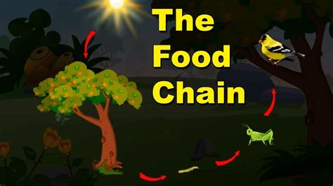 What is an example of producers and consumers being eaten by more than one kind of organism? Class 5 I The Food Chain | EVS | English Medium ...