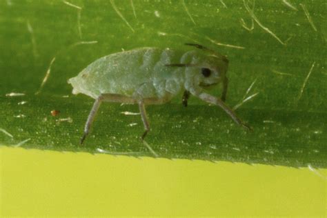 Reports Of Russian Wheat Aphid In Seed Treated Crops Cesar Australia