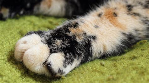 We recently got linoleum floors in our kitchen and i have been noticing a clicking noise when my cat walk across the floor. Cat Grooming: How to Clip Claws - Katzenworld