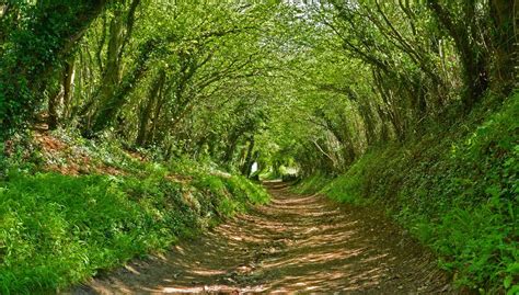 Beautiful Tree Tunnels 12 Pic ~ Awesome Pictures
