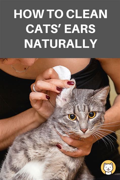 How To Clean Cats Ears Naturally Found Ultimate Guide Clean Cat