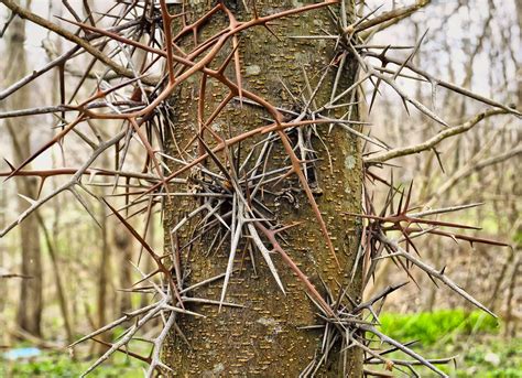 Honey Locust Tree Leaf Thorns Uses And Facts Britannica