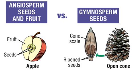Differences Between Gymnosperms And Angiosperms