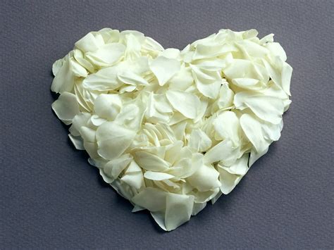 Romantic Love Of White Rose Flowers Wallpaper 11757