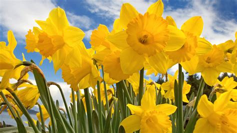 Free Download Sunny Daffodils Wallpapers Hd Wallpapers 1600x1200 For