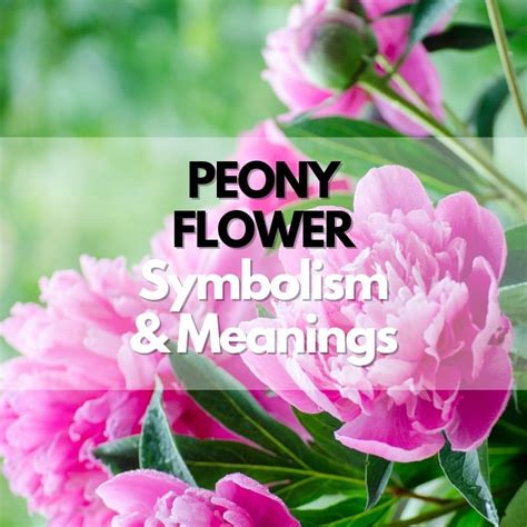 Peony Flower Symbolism Meanings And History Symbol Genie
