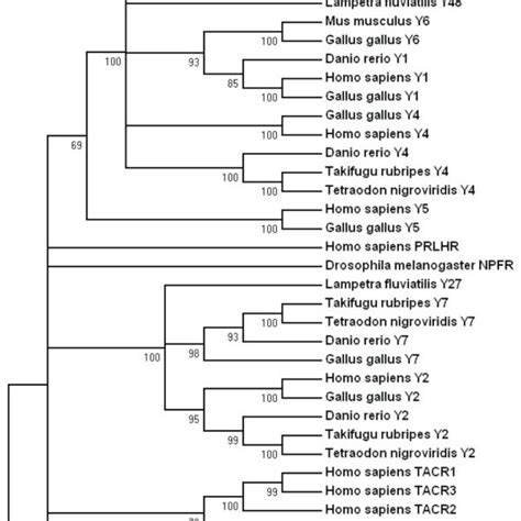 Conserved Synteny Among Vertebrate Species Compared To Human Chromosome Download Scientific