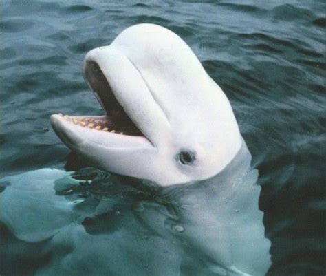 Beluga Whales Smiling