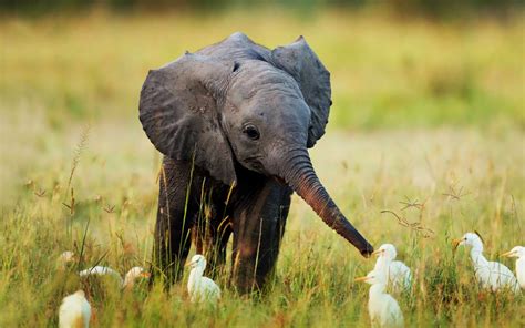 Free Download Nature Animals Cute Little Baby Elephant 69582 Hd