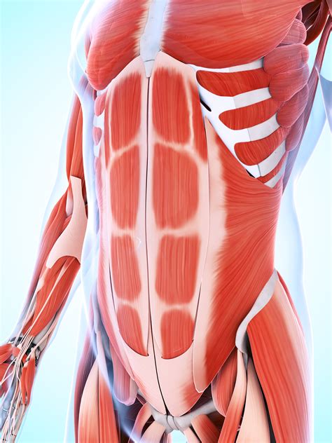 Abdominal surface anatomy can be described when viewed from in front of the abdomen in 2 ways: Anatomy Abdomen Muscles - Anatomy Diagram Book