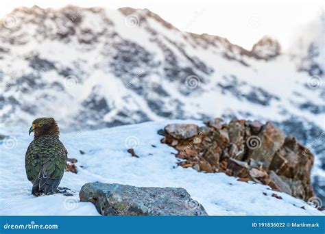 New Zealand Kea Bird In Snow Mountains It Is The Only Alpine Parrot In
