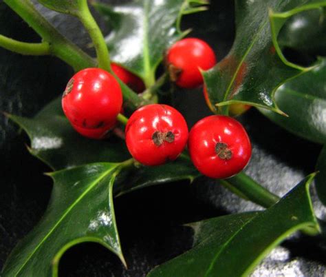 Aquifolium is native to southern and central europe, and great britain. Ilex - Botanics Stories