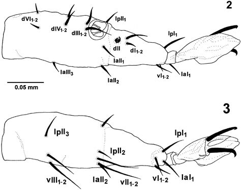 Description Of The Larva Of Amblyomma Ovale Koch 1844 Acari Ixodidae