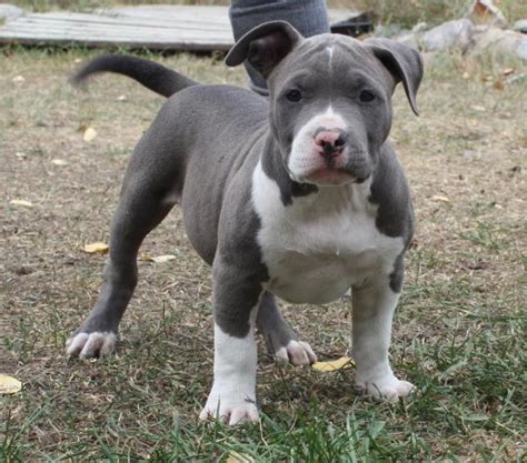 American Pit Bull Terrier Puppies Rescue Pictures