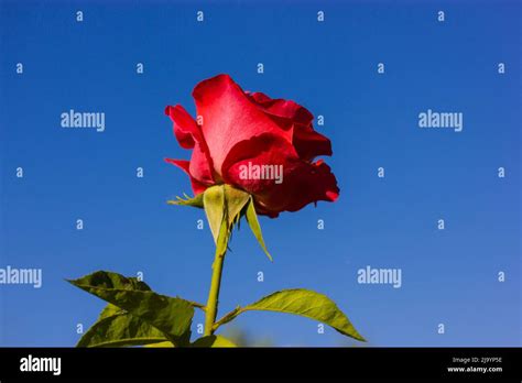 Long Stem Red Rose With Thorns Hi Res Stock Photography And Images Alamy