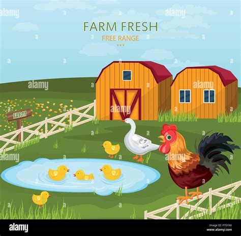 Free Range Chicken Growing In The Farm Vector Illustration Stock Vector