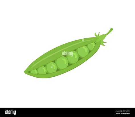 Fresh Green Pea Pod Isolated On White Background Vector Flat