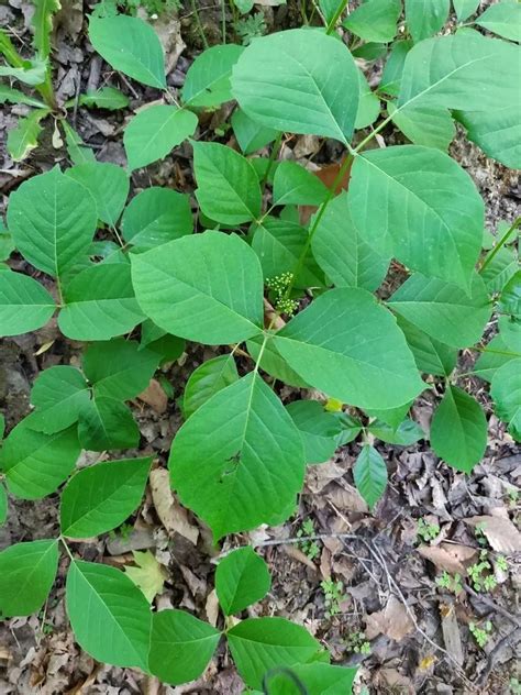 Western Poison Ivy Plant Care And Growing Basics Water Light Soil
