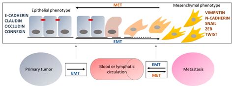 Epigenomes Free Full Text Epigenetic Regulation Of Emt Epithelial