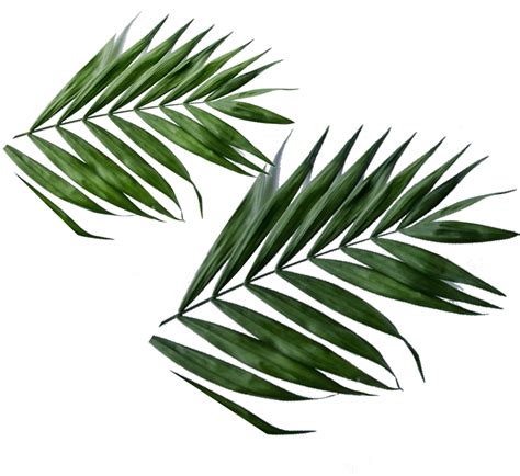 View And Download High Resolution Daun Daun Png For Free The Image