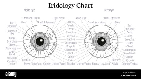Iris Diagnostic Or Iridology Chart With Accurate Description Of The