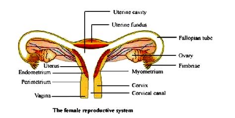 Female Reproductive System Diagram Labeled Inspirational Ncert Sexiz Pix