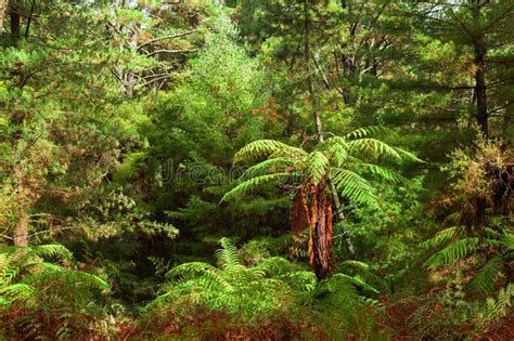 Dense Thicket In The Temperate Rainforest North Island New Zealand
