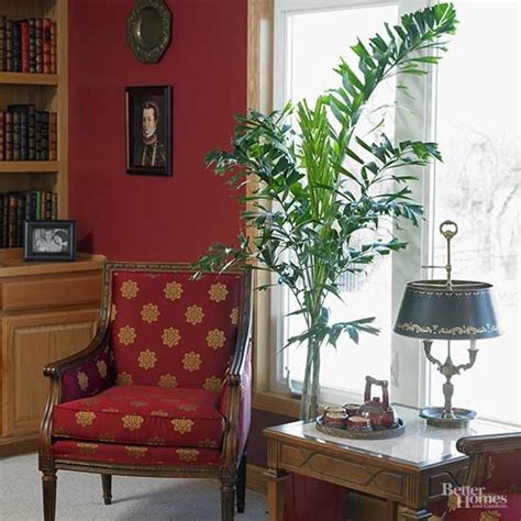 15 Of The Best Indoor Trees To Add Leafy Accents To Your Home Indoor